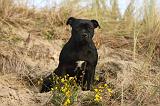 STAFFIE 321